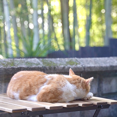 写真:猫が寝ています